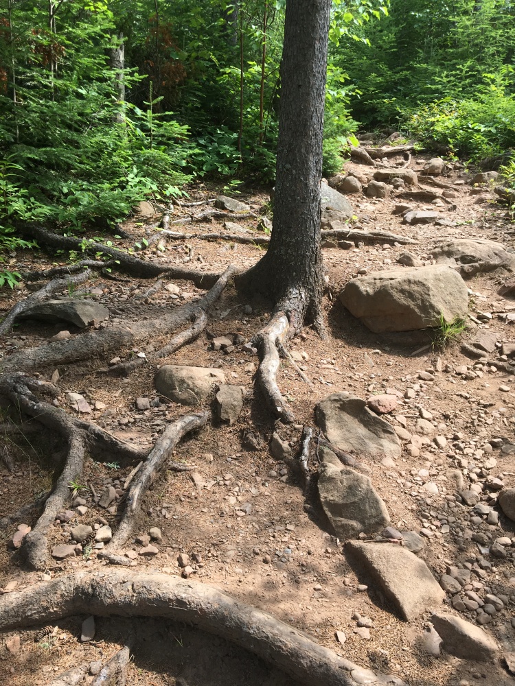 Path full of tree roots and rocks leading into the woods